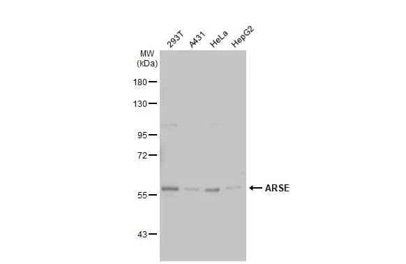 Western Blot: ARSE Antibody [NBP1-32439] - Various whole cell extracts (30 ug) were separated by 7.5% SDS-PAGE, and the membrane was blotted with ARSE antibody [C2C3], C-term (NBP1-32439) diluted at 1:1000. The HRP-conjugated anti-rabbit IgG antibody  was used to detect the primary antibody.