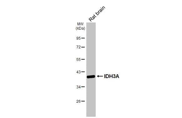 Rat tissue extract (50 ug) was separated by 10% SDS-PAGE, and the membrane was blotted with IDH3A antibody (NBP1-32396) diluted at 1:10000. The HRP-conjugated anti-rabbit IgG antibody  was used to detect the primary antibody. 