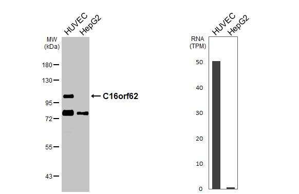 Various whole cell extracts (30 ug) were separated by 7.5% SDS-PAGE, and the membranes were blotted with C16orf62 antibody (NBP1-32544) diluted at 1:1000. The HRP-conjugated anti-rabbit IgG antibody  was used to detect the primary antibody. Corresponding RNA expression data for the same cell lines are based on Human Protein Atlas program. 