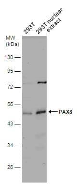 Western Blot PAX8 Antibody - BSA Free