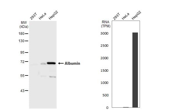 <b>Orthogonal Strategies Validation. </b>Western Blot: Albumin Antibody [NBP1-32458] - Various whole cell extracts (30 ug) were separated by 7.5% SDS-PAGE, and the membrane was blotted with Albumin antibody  diluted at 1:1000. The HRP-conjugated anti-rabbit IgG antibody  was used to detect the primary antibody. Corresponding RNA expression data for the same cell lines are based on Human Protein Atlas program.