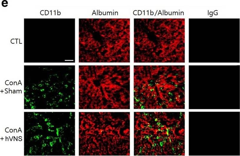 Immunocytochemistry/ Immunofluorescence: Albumin Antibody [NBP1-32458] - Immunofluorescence localization of TNF-alpha , IL-1 beta  & IL-6 in the liver tissue of animals treated with ConA or ConA + hVNS. a–c Representative immunofluorescence images of TNF-alpha , IL-1 beta , & IL-6 that were merged with CD11b. Signal intensities of TNF-alpha , IL-1 beta , & IL-6 from 4 to 6 images were averaged per each animal & compared among experimental groups (n = 3 independent experiments). One-way ANOVA with Tukey post hoc is shown. *p < 0.05, **p < 0.01, ***p < 0.001. d Enlarged views of TNF-alpha , IL-1 beta , & IL-6 signals merged with CD11b & Hoechst nuclear staining images in the liver sections from ConA + hVNS animal. e Immunofluorescence staining of liver tissue with anti-CD11b & anti-albumin antibodies. Representative immunofluorescence images using normal mouse IgG antibody instead of primary antibodies followed by reaction with fluorescein-goat anti-mouse IgG antibody are shown in the last column. Scale bars in a–c, d, & e are 100 μm, 10 μm, & 50 μm respectively Image collected & cropped by CiteAb from the following publication (//pubmed.ncbi.nlm.nih.gov/33272194), licensed under a CC-BY license. Not internally tested by Novus Biologicals.