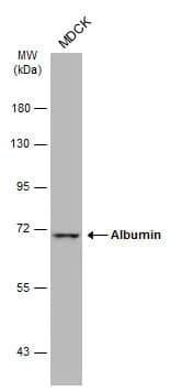 Western Blot: Albumin Antibody [NBP1-32458] - Whole cell extract (30 ug) was separated by 7.5% SDS-PAGE, and the membrane was blotted with Albumin antibody (NBP1-32458) diluted at 1:1000. The HRP-conjugated anti-rabbit IgG antibody  was used to detect the primary antibody, and the signal was developed with Trident ECL plus-Enhanced.