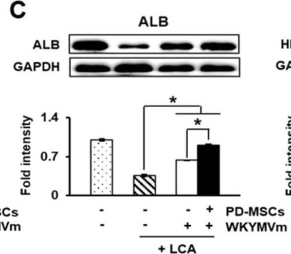 PD-MSCs combined with WKYMVm can regenerate damaged hepatocytes in vitro. (A) Schematic figure of WB-F344s cell in vitro modeling. (B) Cell viability of the LCA-treated WB-F344s cells shown by CCK-8 assays. Protein expression of ALB (C) and HNF1 alpha  (D) shown using Western blots. Protein expression was normalized to GAPDH expression through Western blot bands. (E) Localization and expression of translocated HNF1 alpha  in the nucleus shown through immunofluorescence. (F) Quantification of translocated HNF1 alpha -positive WB-F344s versus total WB-F344s using immunofluorescence. n = 3 per group, mean +/- SD, * p < 0.05 by t tests. Image collected and cropped by CiteAb from the following open publication (//pubmed.ncbi.nlm.nih.gov/35053347), licensed under a CC-BY license. Not internally tested by Novus Biologicals.