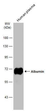 Human plasma (1 ug) was separated by 7.5% SDS-PAGE, and the membrane was blotted with Albumin antibody (NBP1-32458) diluted at 1:100000. The HRP-conjugated anti-rabbit IgG antibody  was used to detect the primary antibody. 