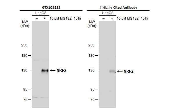 Untreated (-) and treated (+) HepG2 whole cell extracts (30 ug) were separated by 5% SDS-PAGE, and the membranes were blotted with NRF2 antibody [N2C2], Internal (NBP1-32822) diluted at 1:500 and competitor's antibody diluted at 1:500. The HRP-conjugated anti-rabbit IgG antibody  was used to detect the primary antibody.*The competitor is not affiliated with Novus and does not endorse this product. 