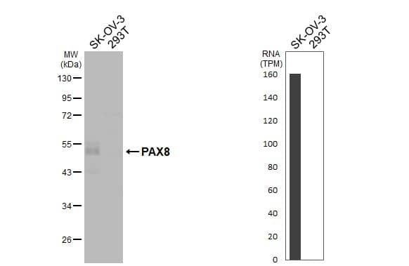 Western Blot PAX8 Antibody - BSA Free