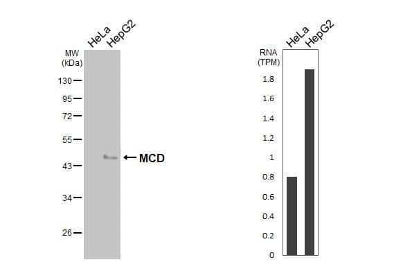 Various whole cell extracts (30 ug) were separated by 10% SDS-PAGE, and the membrane was blotted with MCD antibody [N2C1], Internal (NBP1-32797) diluted at 1:500. The HRP-conjugated anti-rabbit IgG antibody  was used to detect the primary antibody. Corresponding RNA expression data for the same cell lines are based on Human Protein Atlas program. 