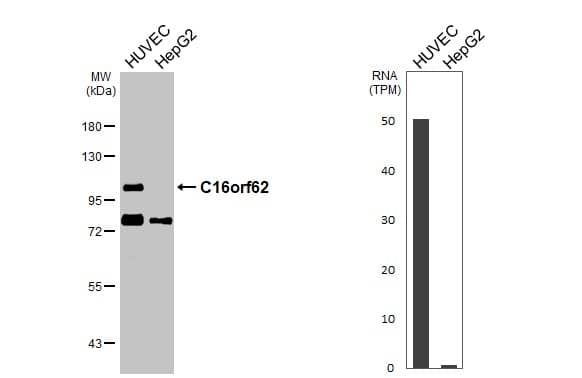 Various whole cell extracts (30 ug) were separated by 7.5% SDS-PAGE, and the membranes were blotted with VPS35L antibody (NBP1-32544) diluted at 1:1000. The HRP-conjugated anti-rabbit IgG antibody was used to detect the primary antibody. Corresponding RNA expression data for the same cell lines are based on Human Protein Atlas program. 
