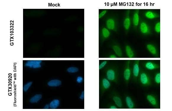 NRF2 antibody [N2C2], Internal detects NRF2 protein at nucleus by immunofluorescent analysis.Sample: Mock and treated HeLa cells were fixed in 4% paraformaldehyde at RT for 15 min.Green: NRF2 stained by NRF2 antibody [N2C2], Internal (NBP1-32822) diluted at 1:500.Blue: Fluoroshield with DAPI . 