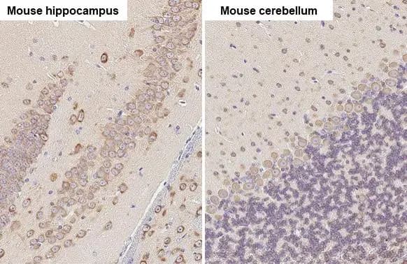 Immunohistochemistry-Paraffin: EEF1A2 Antibody [NBP1-32555] - EEF1A2 antibody [C1C3] detects EEF1A2 protein at cytoplasm by immunohistochemical analysis.Sample: Paraffin-embedded mouse tissue.EEF1A2 stained by EEF1A2 antibody [C1C3] (NBP1-32555) diluted at 1:500.Antigen Retrieval: Citrate buffer, pH 6.0, 15 min