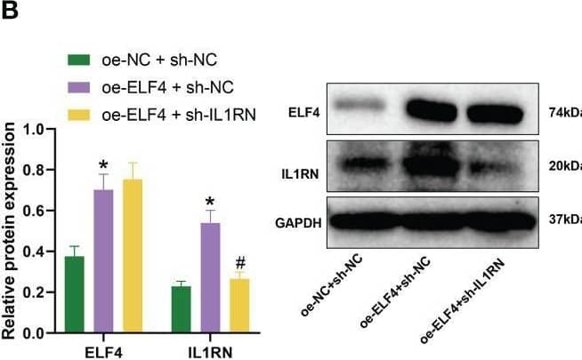The impact of ELF4/IL1RN axis on macrophages and mouse intestinal epithelial cells. (A) The mRNA levels of ELF4 and IL1RN in each group of BMDM cells were detected by RT-qPCR; (B) The protein levels of ELF4 and IL1RN in each group of BMDM cells were detected by Western blot; (C) The polarization of M1 and M2 in each group of BMDM cells was detected by flow cytometry; (D) The protein levels of M1 marker iNOS and M2 markers Arg1 and CD163 in each group of BMDM cells were detected by Western blot; (E) The apoptosis of each group of MODE-K cells was detected by flow cytometry (The sum of the blue quadrant areas represents the apoptotic rate); (F) The protein levels of apoptosis factors Bcl-2, Bax, cleaved caspase-1, pro caspase-1,caspase 3 and Cytochrome c in each group of MODE-K cells were detected by Western blot; (G) The levels of inflammatory factors Treml, IL-6, TNF-alpha , and IL-1 beta  in each group of MODE-K cells were detected by ELISA. * indicates P < 0.05 compared with oe-NC + sh-NC, and # indicates P < 0.05 compared with oe-ELF4 + sh-NC. All cell experiments were repeated three times. Image collected and cropped by CiteAb from the following open publication (//pubmed.ncbi.nlm.nih.gov/38022496), licensed under a CC-BY license. Not internally tested by Novus Biologicals.