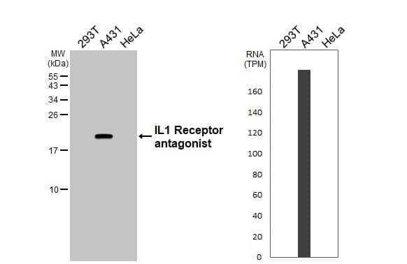 <b>Orthogonal Strategies Validation. </b>Various whole cell extracts (30 ug) were separated by 15% SDS-PAGE, and the membrane was blotted with IL-1ra/IL-1F3/IL1RN antibody (NBP1-32568) diluted at 1:1000. The HRP-conjugated anti-rabbit IgG antibody was used to detect the primary antibody. Corresponding RNA expression data for the same cell lines are based on Human Protein Atlas program. 