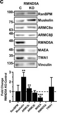 Western Blot: TWA1 Antibody [NBP1-32596] - RanBPM & TWA1 are essential for complex stability. Whole cell extracts prepared from control shRNA & RanBPM shRNA HEK293 cells (a), or from control (labelled as C), TWA1, RMND5A, MAEA, ARMC8 & muskelin HEK293 CRISPR knockout cells (b–f) were analyzed by Western blot with antibodies to CTLH complex members, as indicated. Vinculin was used as a loading control. Quantifications are shown below each blot & protein levels are shown relative to control cells set to 1 & normalized to Vinculin levels. Data represent averages from three separate experiments, with error bars indicating SD. *P < 0.05, **P < 0.01, ***P < 0.001, ****P < 0.0001. Image collected & cropped by CiteAb from the following publication (//pubmed.ncbi.nlm.nih.gov/31285494), licensed under a CC-BY license. Not internally tested by Novus Biologicals.