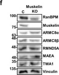 Western Blot: TWA1 Antibody [NBP1-32596] - RanBPM & TWA1 are essential for complex stability. Whole cell extracts prepared from control shRNA & RanBPM shRNA HEK293 cells (a), or from control (labelled as C), TWA1, RMND5A, MAEA, ARMC8 & muskelin HEK293 CRISPR knockout cells (b–f) were analyzed by Western blot with antibodies to CTLH complex members, as indicated. Vinculin was used as a loading control. Quantifications are shown below each blot & protein levels are shown relative to control cells set to 1 & normalized to Vinculin levels. Data represent averages from three separate experiments, with error bars indicating SD. *P < 0.05, **P < 0.01, ***P < 0.001, ****P < 0.0001. Image collected & cropped by CiteAb from the following publication (//pubmed.ncbi.nlm.nih.gov/31285494), licensed under a CC-BY license. Not internally tested by Novus Biologicals.