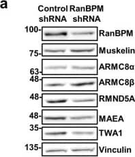 Western Blot: TWA1 Antibody [NBP1-32596] - RanBPM & TWA1 are essential for complex stability. Whole cell extracts prepared from control shRNA & RanBPM shRNA HEK293 cells (a), or from control (labelled as C), TWA1, RMND5A, MAEA, ARMC8 & muskelin HEK293 CRISPR knockout cells (b–f) were analyzed by Western blot with antibodies to CTLH complex members, as indicated. Vinculin was used as a loading control. Quantifications are shown below each blot & protein levels are shown relative to control cells set to 1 & normalized to Vinculin levels. Data represent averages from three separate experiments, with error bars indicating SD. *P < 0.05, **P < 0.01, ***P < 0.001, ****P < 0.0001. Image collected & cropped by CiteAb from the following publication (//pubmed.ncbi.nlm.nih.gov/31285494), licensed under a CC-BY license. Not internally tested by Novus Biologicals.