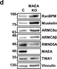 Western Blot: TWA1 Antibody [NBP1-32596] - RanBPM & TWA1 are essential for complex stability. Whole cell extracts prepared from control shRNA & RanBPM shRNA HEK293 cells (a), or from control (labelled as C), TWA1, RMND5A, MAEA, ARMC8 & muskelin HEK293 CRISPR knockout cells (b–f) were analyzed by Western blot with antibodies to CTLH complex members, as indicated. Vinculin was used as a loading control. Quantifications are shown below each blot & protein levels are shown relative to control cells set to 1 & normalized to Vinculin levels. Data represent averages from three separate experiments, with error bars indicating SD. *P < 0.05, **P < 0.01, ***P < 0.001, ****P < 0.0001. Image collected & cropped by CiteAb from the following publication (//pubmed.ncbi.nlm.nih.gov/31285494), licensed under a CC-BY license. Not internally tested by Novus Biologicals.