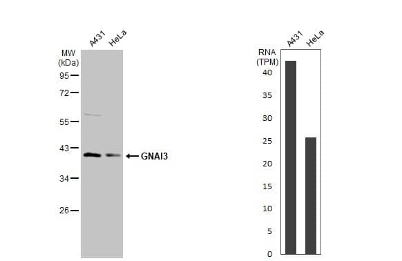 Western Blot GNAI3 Antibody - BSA Free