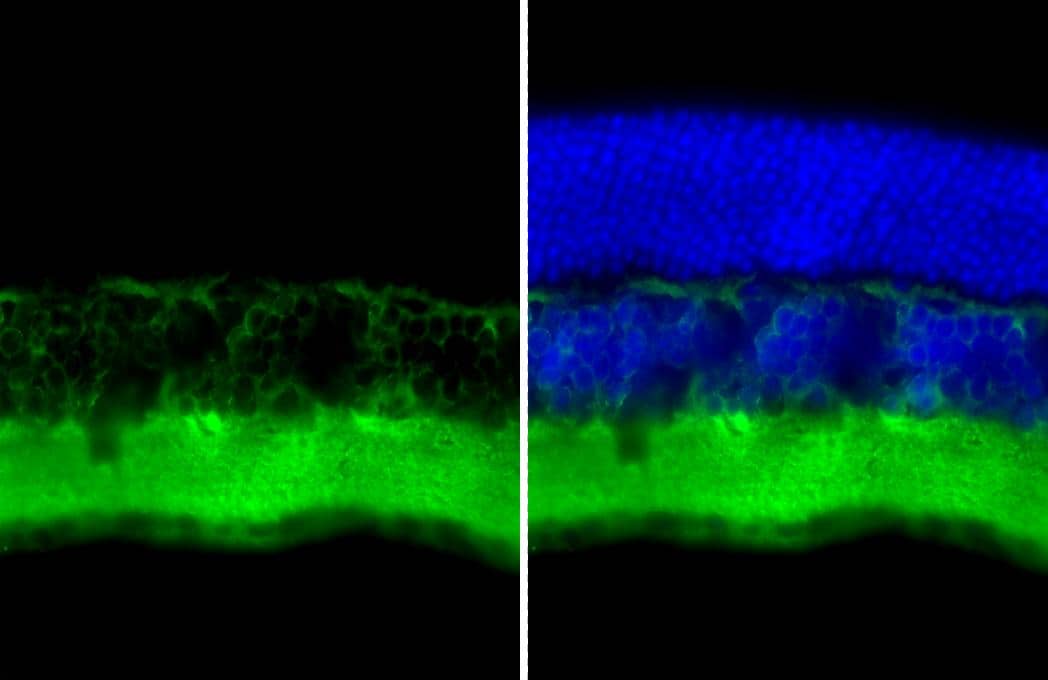 Tau antibody [HL2802] detects Tau protein by immunohistochemical analysis.Sample: Frozen-sectioned mouse eye.Green: Tau stained by Tau antibody [HL2802] (NBP3-45161) diluted at 1:250.Blue: Hoechst 33342 staining. 