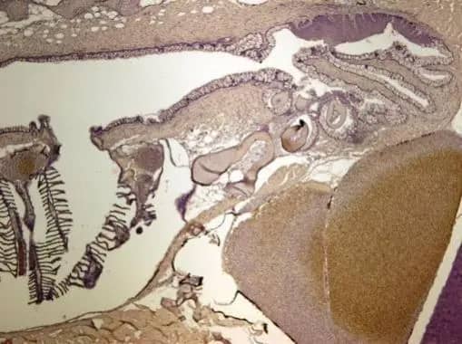 Immunohistochemistry: Calcineurin B Antibody [NBP1-32720] - Immunohistochemical analysis of paraffin-embedded zebrafish tissue, using Calcineurin B antibody (NBP1-32720) at 1:300 dilution.