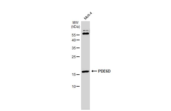 Western Blot PDE6D Antibody