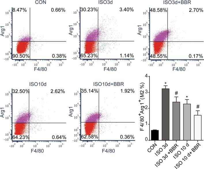 Effects of berberine on the M2 population of macrophages. Representative dot plot of M2 subpopulations in control group and the rats injected with ISO 3 and 7 days later. M2 cells were labelled with F4/80 and Arg1. *P < 0.05 as compared with the control group. #P < 0.05 vs. the corresponding ISO group