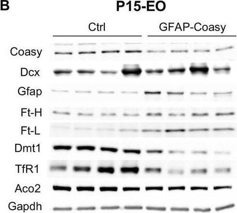 Molecular and biochemical characterization of GFAP-Coasy mice. (A) Relative Coasy mRNA expression at 15 days and 6 months in Ctrl (n = 4) and GFAP-Coasy (n = 4) mice brain, tested by qPCR. (B) Representative images of Western blot analysis and (C–J) densitometric quantification of (C) Coasy, (D) Dcx, (E) Gfap, (F) Ft-H, (G) Ft-L, (H) Dmt1, (I) TfR1, and (J) Aco2 at 15 days and 6 months in Ctrl and GFAP-Coasy mice brain. (K) Specific activity of mitochondrial respiratory chain complex I, expressed as nmoles/min/mg of protein. *p < 0.05, ** p < 0.01; ***p < 0.001 (two-way ANOVA). Image collected and cropped by CiteAb from the following open publication (//pubmed.ncbi.nlm.nih.gov/39301217), licensed under a CC-BY license. Not internally tested by Novus Biologicals.