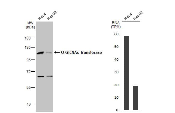 Western Blot: O-GlcNAc Transferase p110 subunit Antibody [NBP1-32791] - Various whole cell extracts (30 ug) were separated by 7.5% SDS-PAGE, and the membrane was blotted with O-GlcNAc transferase antibody  diluted at 1:5000. The HRP-conjugated anti-rabbit IgG antibody  was used to detect the primary antibody. Corresponding RNA expression data for the same cell lines are based on Human Protein Atlas program.