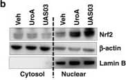 Western Blot Nrf2 Antibody - BSA Free