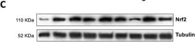 Western Blot Nrf2 Antibody - BSA Free