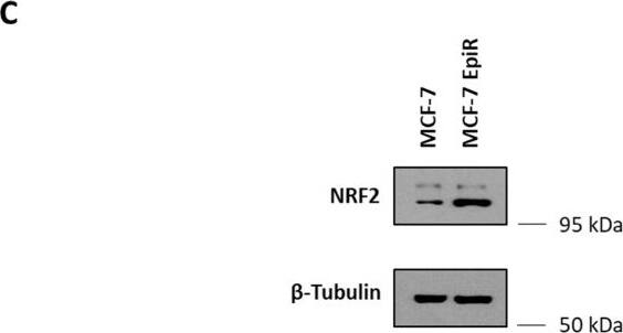 Western Blot Nrf2 Antibody - BSA Free