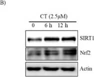 Western Blot Nrf2 Antibody - BSA Free