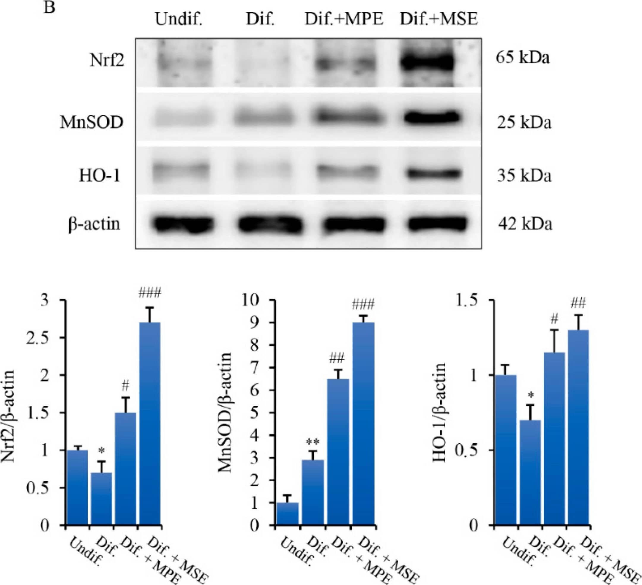 Western Blot Nrf2 Antibody - BSA Free