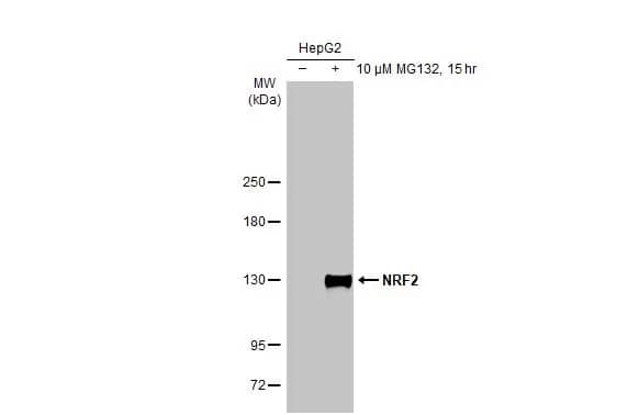 Western Blot: Nrf2 Antibody [NBP1-32822] - Untreated (-) and treated (+) HepG2 whole cell extracts (30 ug) were separated by 5% SDS-PAGE, and the membrane was blotted with Nrf2 antibody [N2C2], Internal (NBP1-32822) diluted at 1:2000. The HRP-conjugated anti-rabbit IgG antibody  was used to detect the primary antibody.