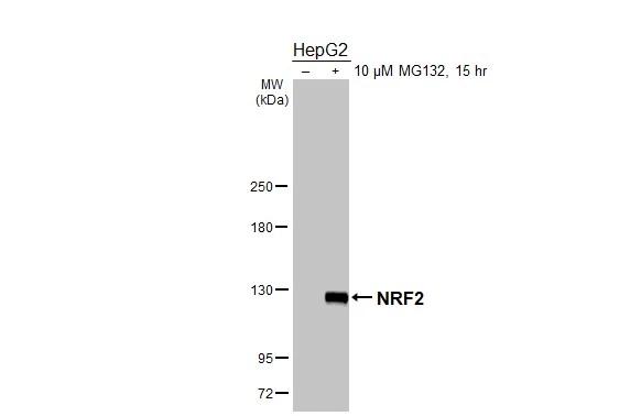 <b>Orthogonal Strategies Validation. </b>Untreated (-) and treated (+) HepG2 whole cell extracts (30 ug) were separated by 5% SDS-PAGE, and the membrane was blotted with Nrf2 antibody [N2C2], Internal (NBP1-32822) diluted at 1:2000. The HRP-conjugated anti-rabbit IgG antibody was used to detect the primary antibody. 