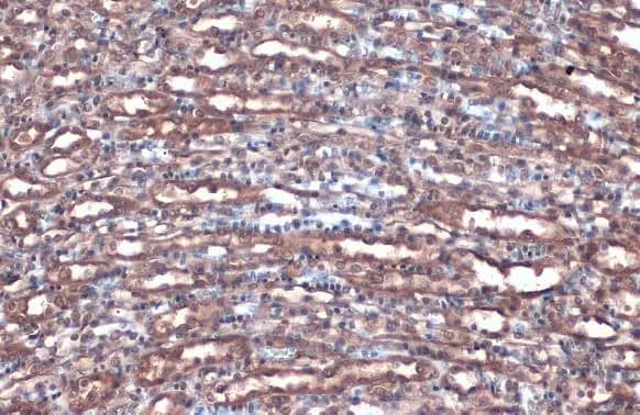 Immunohistochemistry-Paraffin: Villin 1 Antibody [NBP1-32841] - Villin 1 antibody detects Villin 1 protein at cytoplasm by immunohistochemical analysis.Sample: Paraffin-embedded mouse kidney.Villin 1 stained by Villin 1 antibody (NBP1-32841) diluted at 1:500.Antigen Retrieval: Citrate buffer, pH 6.0, 15 min