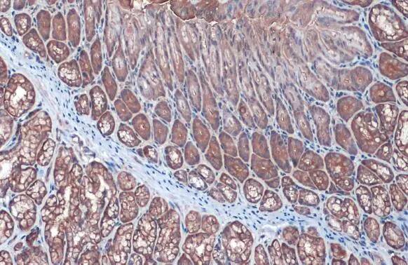Immunohistochemistry-Paraffin: Villin 1 Antibody [NBP1-32841] - Villin 1 antibody detects Villin 1 protein at cytoplasm by immunohistochemical analysis.Sample: Paraffin-embedded mouse duodenum.Villin 1 stained by Villin 1 antibody (NBP1-32841) diluted at 1:500.Antigen Retrieval: Citrate buffer, pH 6.0, 15 min