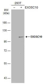 Western Blot Exosome component 10 Antibody - BSA Free