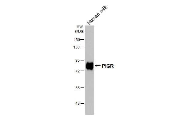Human milk (30 ug) was separated by 7.5% SDS-PAGE, and the membranes were blotted with PIGR antibody [N2C1], Internal (NBP1-32897) diluted at 1:50000. The HRP-conjugated anti-rabbit IgG antibody  was used to detect the primary antibody 