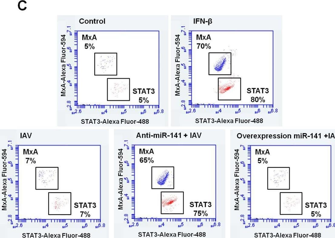The correlation between miR-141 level and the expression profile of MxA and STAT3 in infected A549 cells. (A) Quantification of steady-state miR-141 in infected A549 cells with MOI of 0.5 and transfected with either pre-miR-141 or miR-141 inhibitor compared with noninfected cells (control) using qRT-PCR. (B) Relative gene expression of MxA and STAT3 in infected A549 cells transfected with either specific inhibitor against miR-141 or pre- miR-141 compared with control-transfected cells using qRT-PCR. Error bars indicate the STD of three independent experiments. Student two-tailed t-test used for statistical analysis, (*) indicates P-values ≤ 0.05, and (**) indicates P ≤ 0.01. (C) Flow cytometric assay quantifies the kinetic proteins expression profile of MxA (in blue dots) and STAT3 (in red dots) in infected and transfected A549 cells compared with control cells. (D) Western blot analysis reveals the protein expression level of MxA and STAT3 in infected and transfected cells compared to control cells,  beta -actin expression profile severed as an internal control Image collected and cropped by CiteAb from the following open publication (//pubmed.ncbi.nlm.nih.gov/37596622), licensed under a CC-BY license. Not internally tested by Novus Biologicals.
