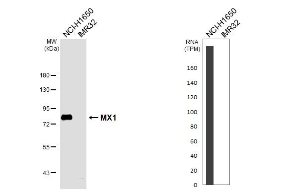 Western Blot MxA/Mx1 Antibody - BSA Free