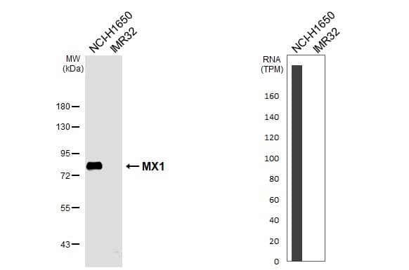 Western Blot MxA/Mx1 Antibody - BSA Free