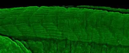 Immunohistochemistry: TC21/R-Ras2 Antibody [NBP1-32919] - TC21/R-Ras2 antibody [N1C3] detects TC21/R-Ras2 protein on whole-mount zebrafish embryos by immunohistochemical analysis.? Sample: Paraformaldehyde-fixed zebrafish embryos.  TC21/R-Ras2 antibody [N1C3] (NBP1-32919) dilution: 1:200.
