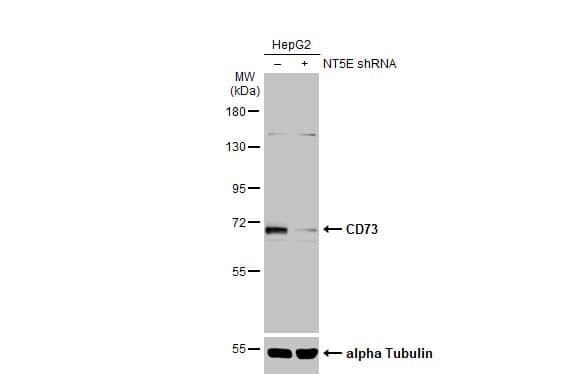 <b>Genetic Strategies Validation. </b>Western Blot: 5'-Nucleotidase/CD73 Antibody [NBP1-32951] - Non-transfected (–) and transfected (+) HepG2 whole cell extracts (30 ug) were separated by 7.5% SDS-PAGE, and the membrane was blotted with CD73 antibody [N3C3]  diluted at 1:1000. The HRP-conjugated anti-rabbit IgG antibody  was used to detect the primary antibody.