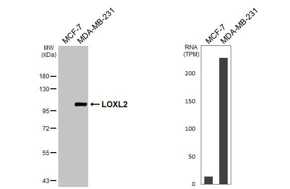 Various whole cell extracts (30 ug) were separated by 7.5% SDS-PAGE, and the membrane was blotted with LOXL2 antibody (NBP1-32954) diluted at 1:5000. The HRP-conjugated anti-rabbit IgG antibody  was used to detect the primary antibody. Corresponding RNA expression data for the same cell lines are based on Human Protein Atlas program. 