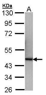 Western Blot p40 Antibody - BSA Free