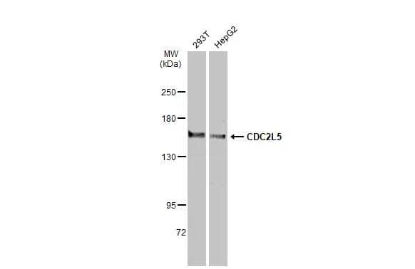 Various whole cell extracts (30 ug) were separated by 5% SDS-PAGE, and the membrane was blotted with CDC2L5 antibody (NBP1-33004) diluted at 1:500. The HRP-conjugated anti-rabbit IgG antibody  was used to detect the primary antibody. 