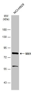 Western Blot: MxA/Mx1 Antibody [NBP1-33033] - Whole cell extract (30 ug) was separated by 7.5% SDS-PAGE, and the membrane was blotted with MxA/Mx1 antibody (NBP1-33033) diluted at 1:1000. The HRP-conjugated anti-rabbit IgG antibody  was used to detect the primary antibody.