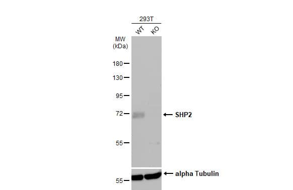 <b>Genetic Strategies Validation. </b>Western Blot: SHP-2/PTPN11 Antibody [NBP1-33064] - Wild-type (WT) and SHP2 knockout (KO) 293T cell extracts (30 ug) were separated by 7.5% SDS-PAGE, and the membrane was blotted with SHP2 antibody  diluted at 1:500. The HRP-conjugated anti-rabbit IgG antibody  was used to detect the primary antibody.