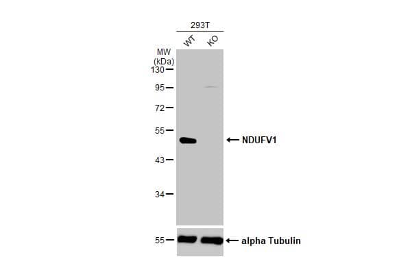 <b>Genetic Strategies Validation. </b>Western Blot: NDUFV1 Antibody [NBP1-33074] - Wild-type (WT) and NDUFV1 knockout (KO) 293T cell extracts (30 ug) were separated by 10% SDS-PAGE, and the membrane was blotted with NDUFV1 antibody [N3C3]  diluted at 1:1000. The HRP-conjugated anti-rabbit IgG antibody  was used to detect the primary antibody.